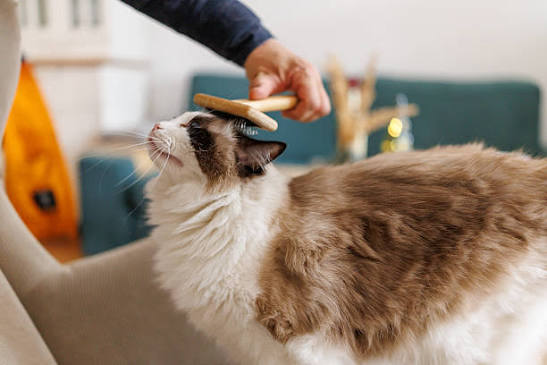 Easy Everyday Grooming for Pets